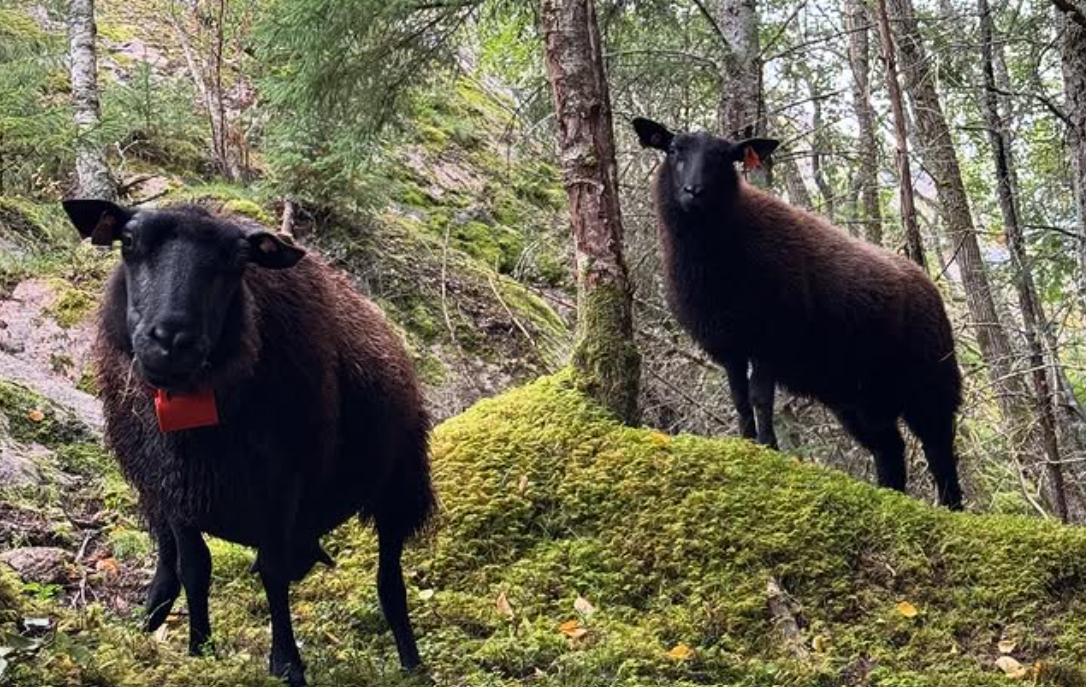 Vi tilbyr foredlede økologiske kjøttprodukter fra den gamle sauerasen Grå Tønder